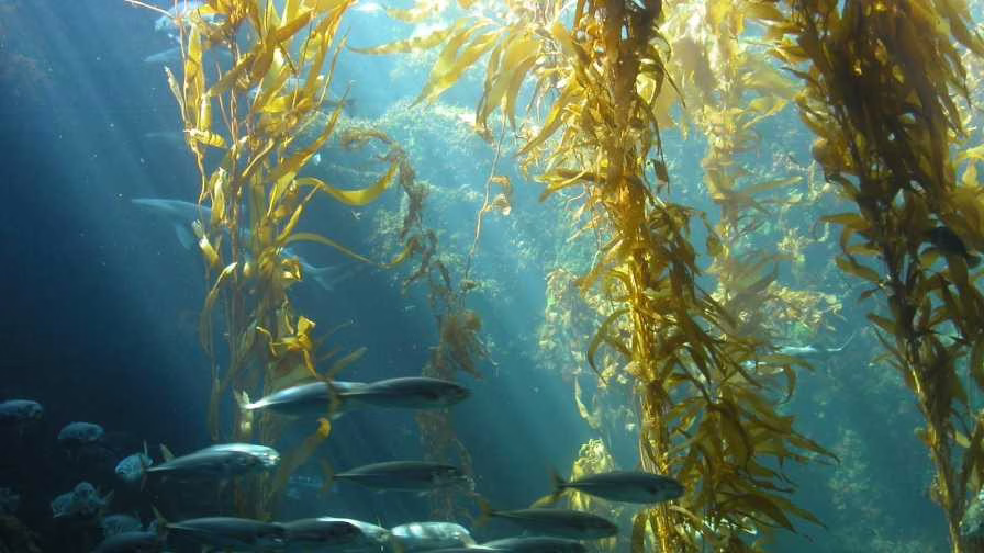 Did you know kelp is rocking the culinary world? There are farmers on the ocean are growing, processing, and supplying the zero-input crop to restaurants and hungry clients alike.