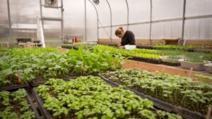 Greenhouse Technician Certification Now Available