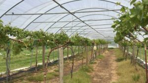 Grape Expectations Growing up in High Tunnels