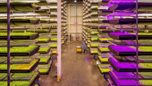 Vertical Farming Opens Doors To Fruit Growing