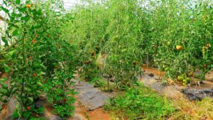 New Tool for Crop Growers: Entrapment Insecticide from Attune Agriculture