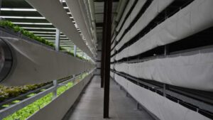 Driscoll’s Aims High in New Strawberry Growing Venture