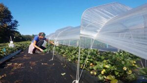 When Vents in Polytunnels Make the Most Sense for Berry Crops