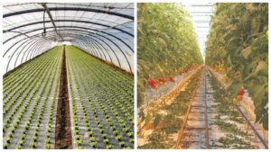 12 Tips On Choosing The Best Greenhouse Site