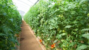 5 Things Growers Should Consider Before Using Beneficials