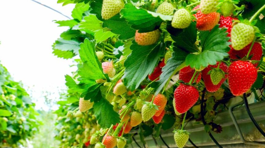 Strawberry Trials Rethink Greenhouse Lighting