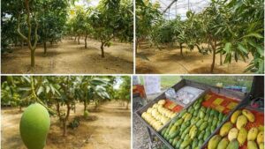 4 Novel Food Crops You Might Not Have Considered for the Greenhouse