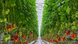 5 Things to Consider While Starting Your Vertical Farm or Greenhouse