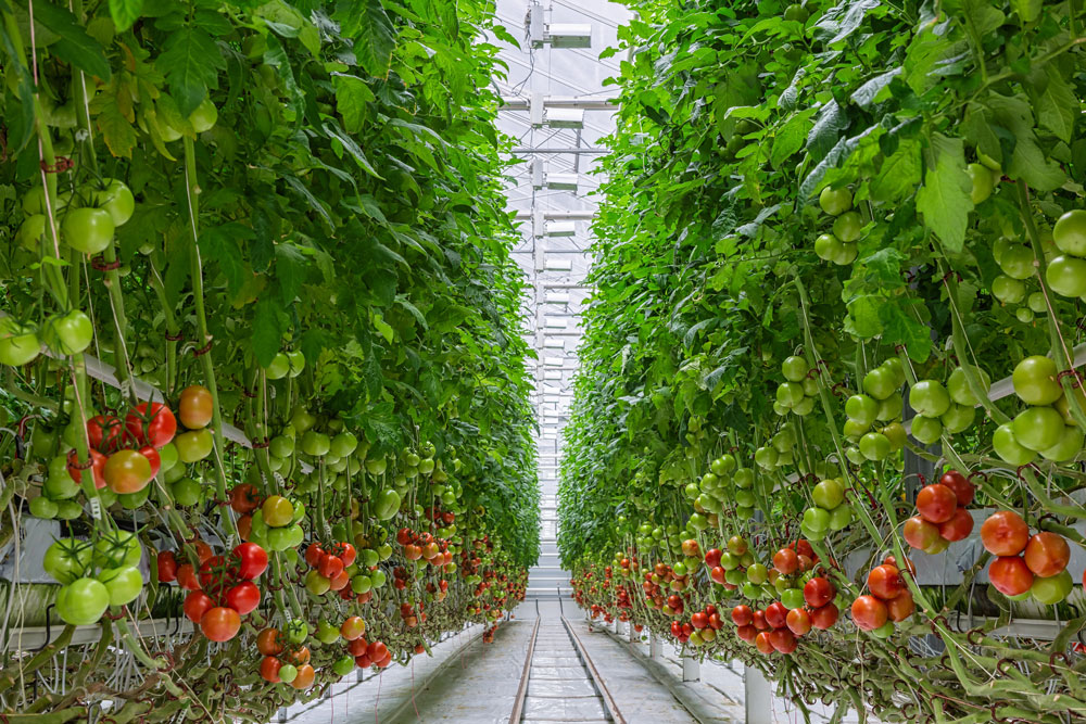 Vertical Tomato