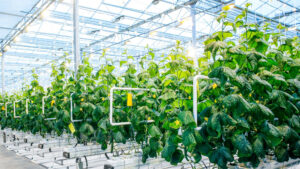 Investing in Controlled Environment Agriculture with Confidence