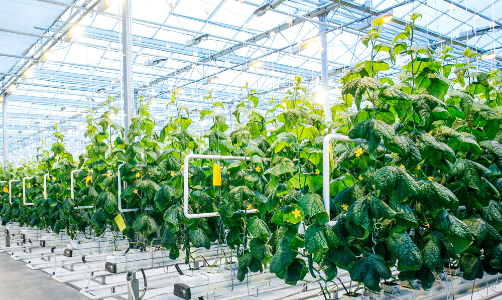 Greenhouse Peppers