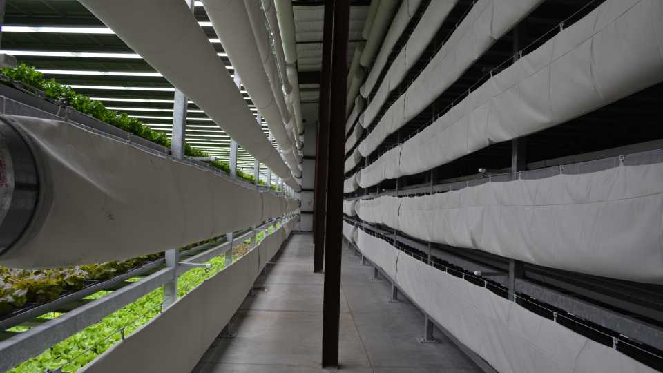 Vertical farming stacks at Hardee Fresh
