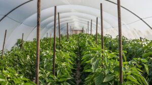 10 Pointers To Grow and Harvest Great Peppers Under Cover