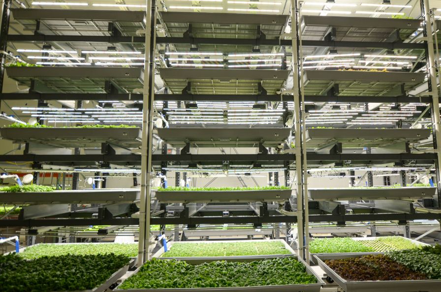 Bowery Farming