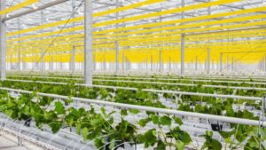 Opportunities and Trends Gaining Traction in CEA