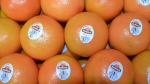 Can Growing Citrus Under Protective Screen Save Florida’s Signature Crop?