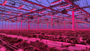 How Growers Can Make Informed Decisions About Ag Tech