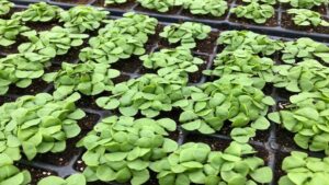 How Sollum Technologies Plans to Use Smart Energy Management
