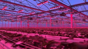 ICYMI: Highlights From Our Fresh Faces in CEA Spaces Series