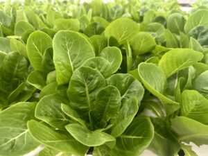 Romaine Lettuce Grown at Better Future Farms | Photo: Better Future Farms