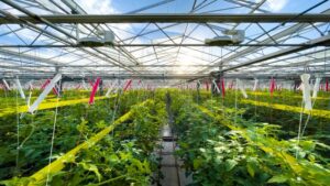 Implementing LUNA AI at Bushel Boy Farms