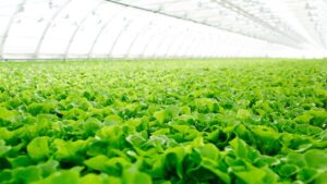 Research Brief: Boosting Yield in Hydroponic Lettuce and Arugula