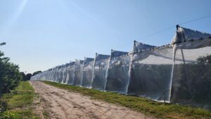 Sweet Cherries Go Under Cover in Michigan