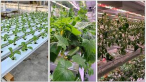 Freshwater Scarcity and Saline-Water Irrigation