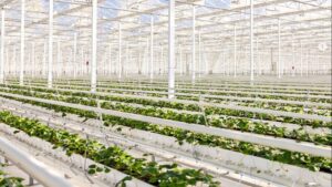 Bosch Berries Takes on Strawberries and Operational Efficiency