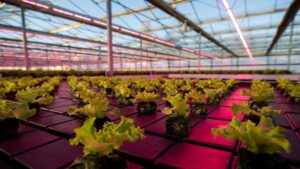 New Growing Greenhouses Program Aims to Expand Canada’s CEA Sector