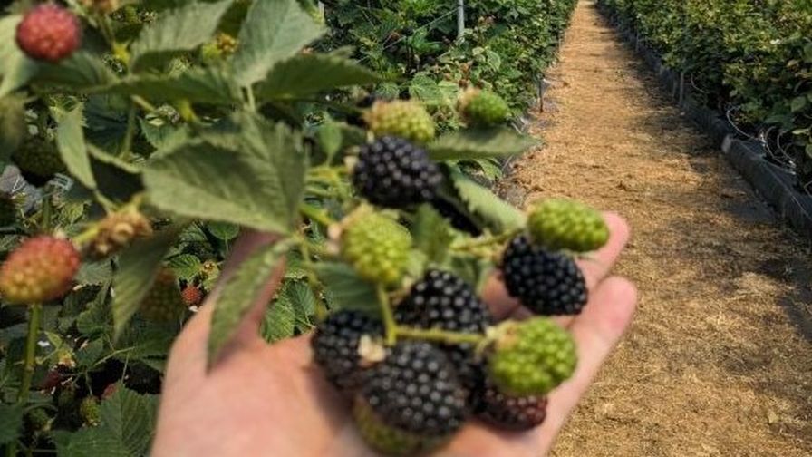 Hand Holding Blackberries and Raspberries | Photo courtesy of iyris