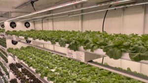 Solar-Powered Produce Meets Workforce Development