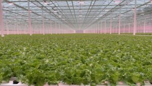 Better Future Farms Opens Greenhouse With Advanced Automated Technology