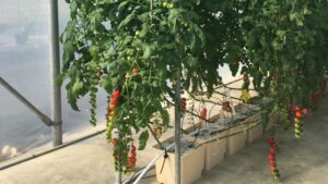 University of Florida Offers Online Course for Growing Hydroponic Vegetables