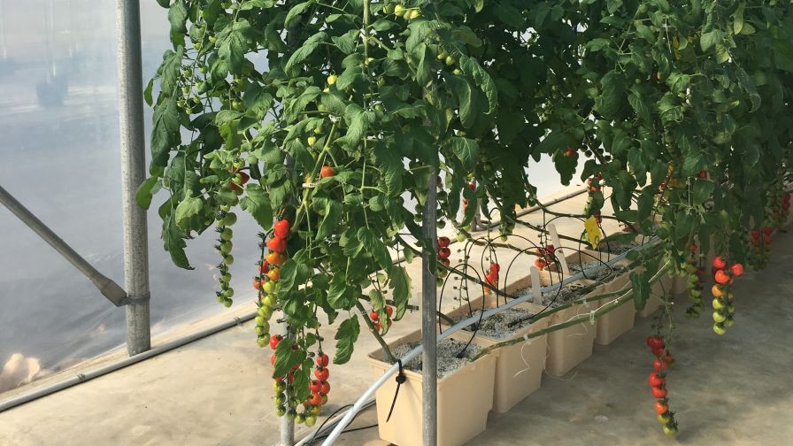 Hydroponic Tomatoes Growing in a Greenhouse | Photo: University of Florida