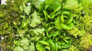 Research Brief: Boost Lettuce Production Without Reducing Shelf Life