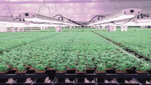 How Four Farms Effectively Use Tech and AI