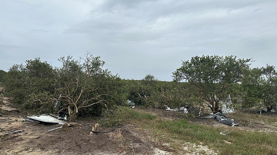 Citrus Grove Affected by Hurricane Milton