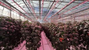 Signify and the University of British Columbia Continue LED Lighting Trial for Bell Pepper Production