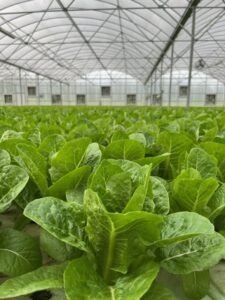 Romaine Lettuce Grown at Traders Hill Farm