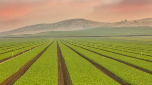 Four Different Approaches to Growing Greens in CEA