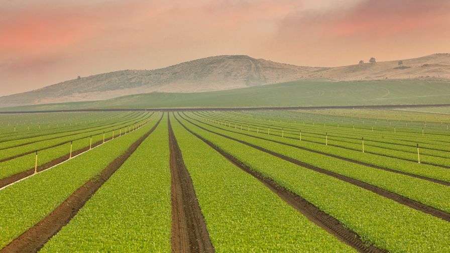 Duncan Family Farms' Open-Field Operation in Goodyear, Arizona