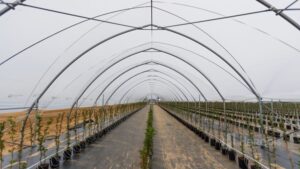 Harnois Greenhouses Partners with Dubois Agrinovation