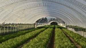 Looking to 2025 and Beyond: Protected Crops