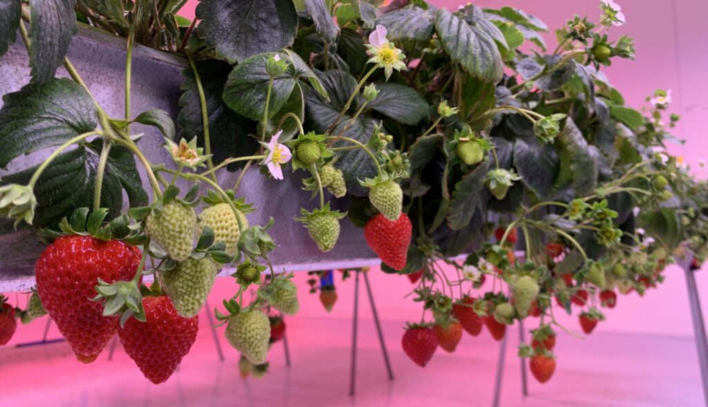 Vertically Grown Strawberries from groHERE | Photo: groHERE