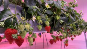 How groHERE Is Transforming Strawberry Cultivation in Canada