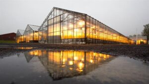 Optimizing Supplemental Lighting During Short Winter Days