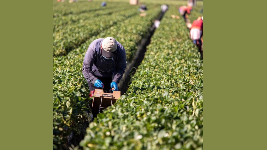 H-2A temporary agricultural workers picking crops | International Fresh Produce Association.