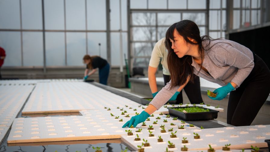 graduate students preparing for the CEA Leafy Crops Event at OSU | Photo: CFAES
