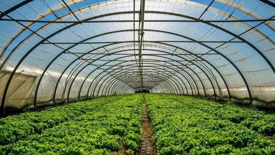 leafy greens grown under a high tunnel | Photo: Persistence Market Research